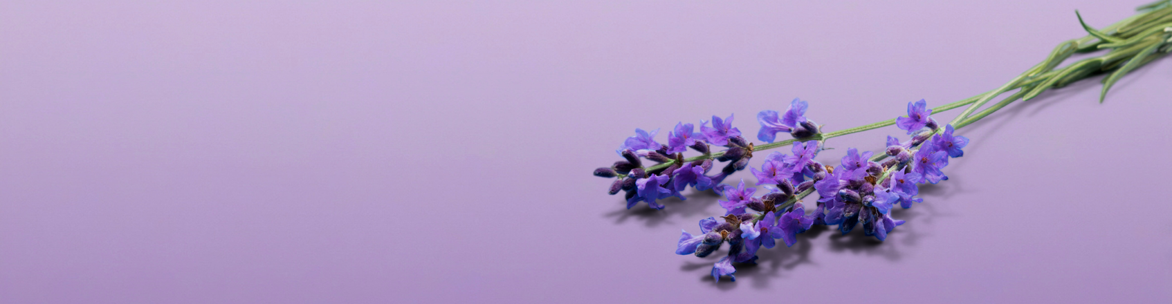 Cozy Lavender